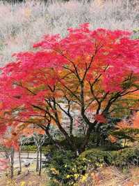 7日日本│泡溫泉的正確方式