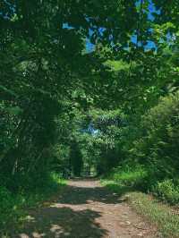 歡迎領略熱帶風情！夏威夷免費植物園！
