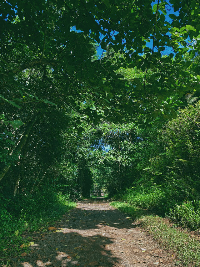 歡迎領略熱帶風情！夏威夷免費植物園！