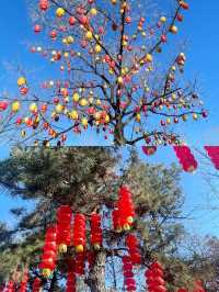 濟南周邊遊冬日龜蒙冰雪盛宴