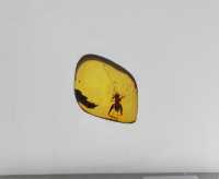 玉碗盛光——珍稀琥珀展