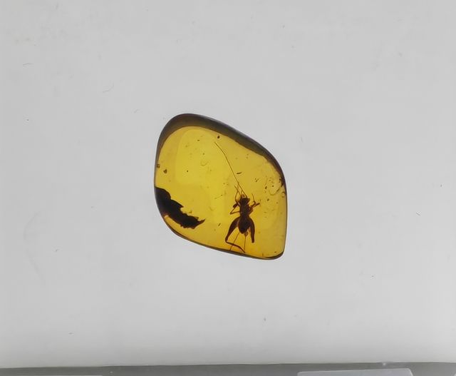 玉碗盛光——珍稀琥珀展