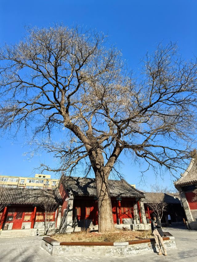 小眾北京胡同遊|寺院祈福迎財神，逛胡同