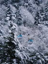 峨眉山-樂山-都江堰帶娃尋熊貓超全旅遊攻略