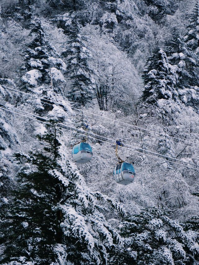 峨眉山-樂山-都江堰帶娃尋熊貓超全旅遊攻略