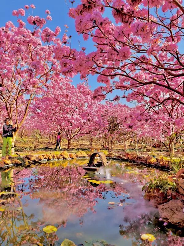 江門綠美生態園🌸 广东紫花風鈴木盛開，冬日如春！