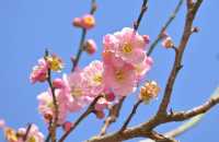 桂林西山公園的臘梅開啦 