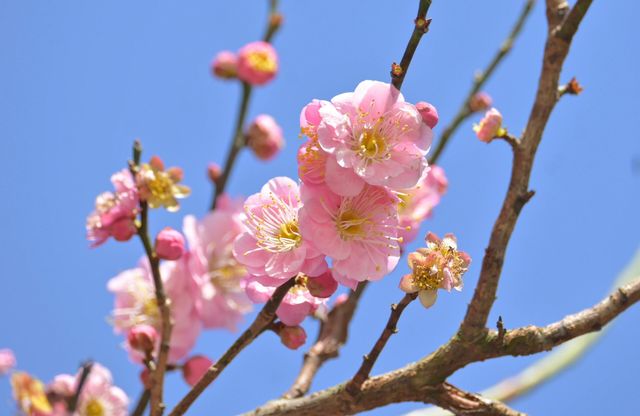 桂林西山公園的臘梅開啦 