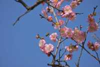 桂林西山公園的臘梅開啦 