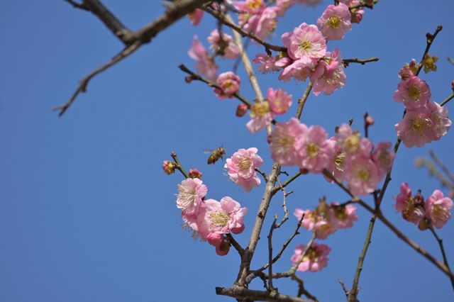 桂林西山公園的臘梅開啦 