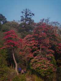 3月尼泊爾徒步！杜鵑花海+雪山雙王炸。