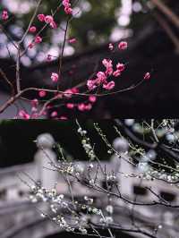 上海松江賞梅一日遊‖打卡避坑攻略