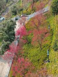 龜山公園的櫻花