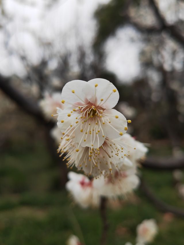 真如公園梅花景