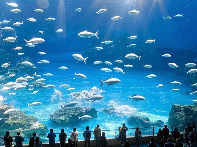 鄭州海昌海洋公園：一場奇幻的海洋探險