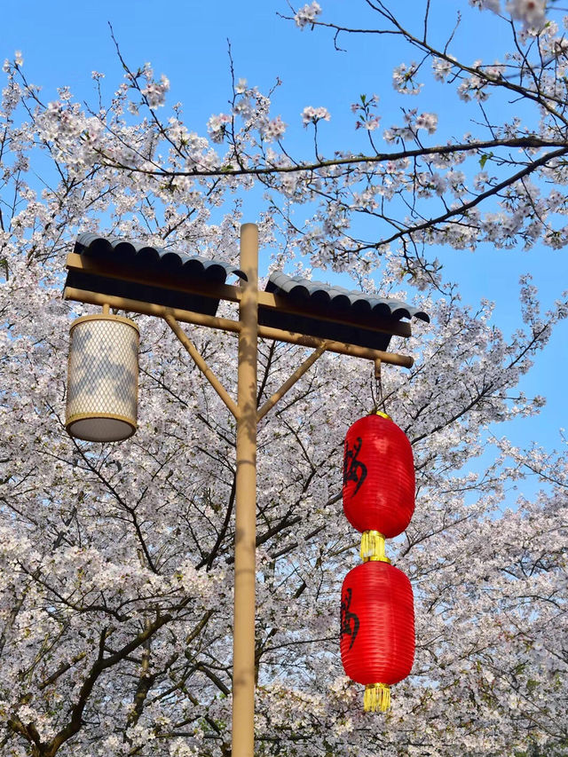 別去日本啦🌸 3月來武漢赴一場櫻花之約