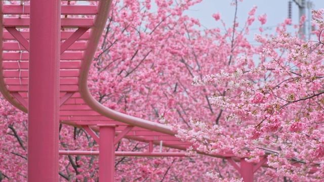 成都漫花莊園全攻略｜花海秘境與四季浪漫之旅
