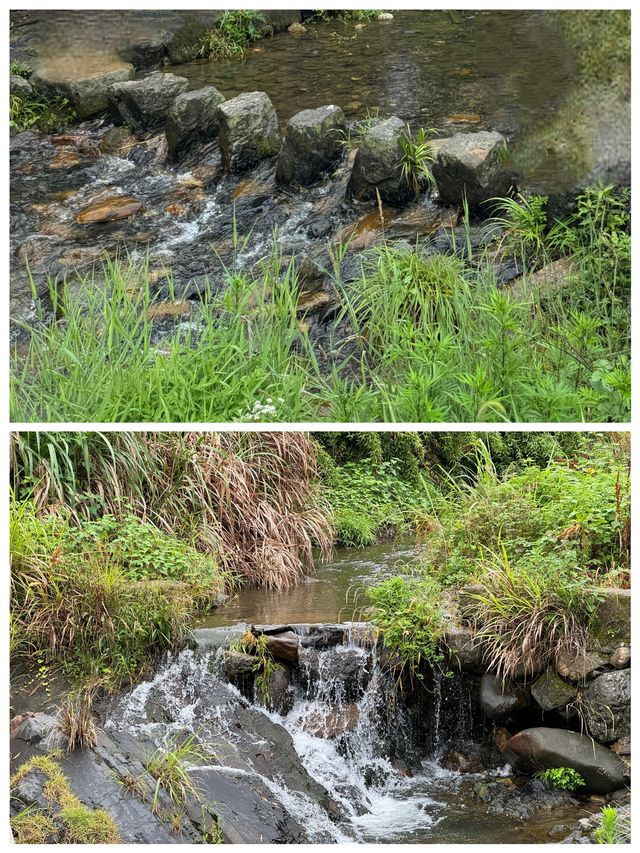 章里古道空氣清新氧氣充足快來吸氧