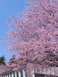 🌸搭乘開往春天的列車，邂逅觀山湖公園的浪漫