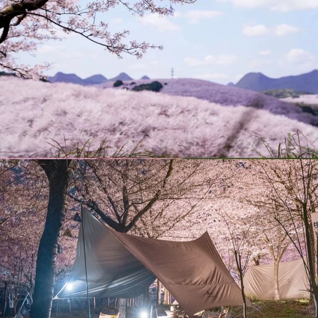 貴州的春日花海美得像畫