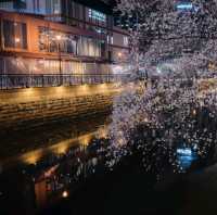 🌸名古屋·夜樱奇緣🌸