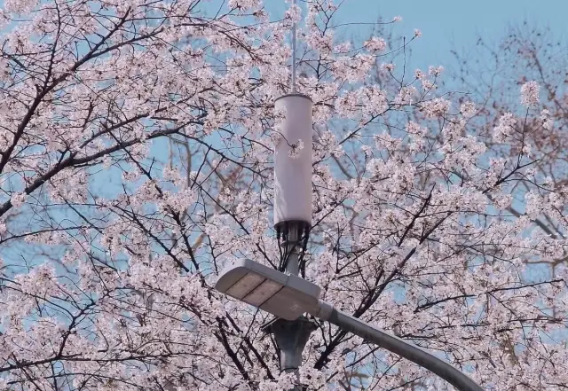 The 2025 Wuhan University Cherry Blossom Guide Is Here!