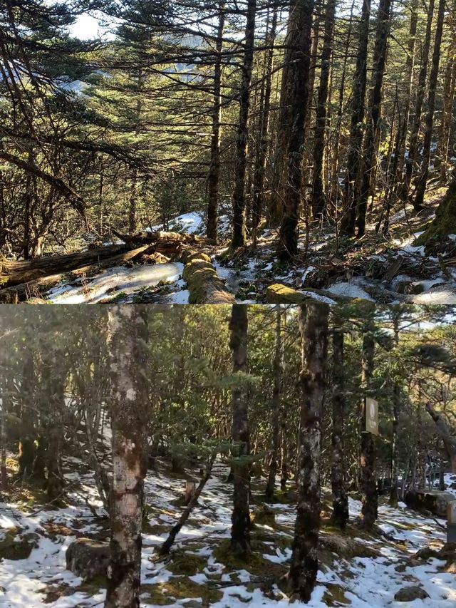 承包整片仙境的雪山秘境