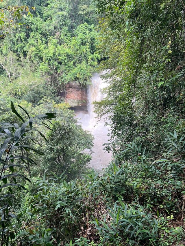 考艾國家森林公園