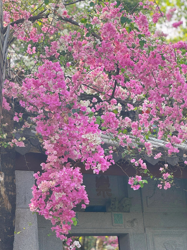 深圳園博園，邂逅絕美花海附拍照攻略