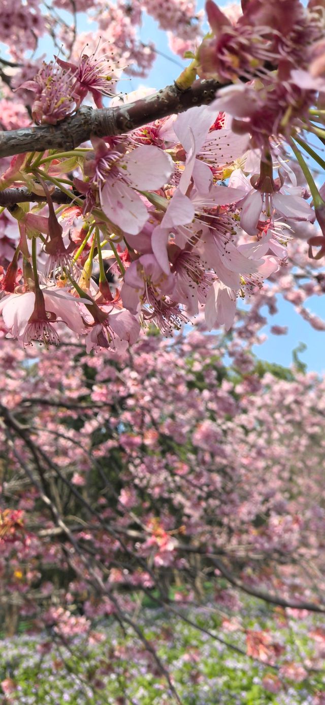 星期三逛三園，逛什麼園，櫻花園