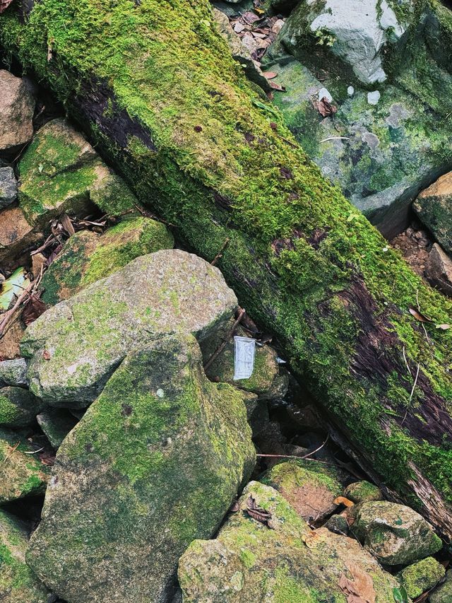 清明踏春五指山等你來探秘