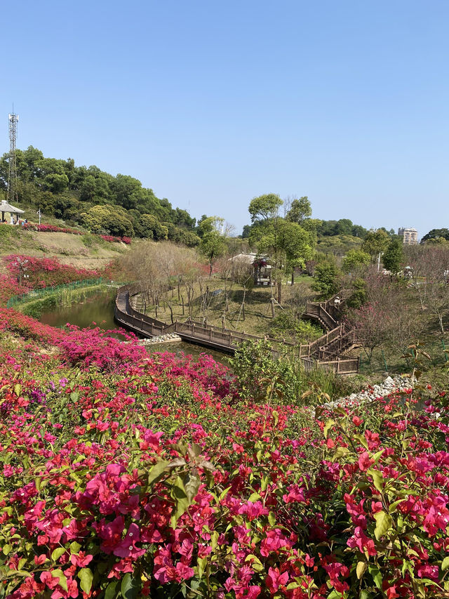 在深圳!一頭扎進漫山遍野的鮮花裡 在深圳!一頭扎進漫山遍野的鮮花裡