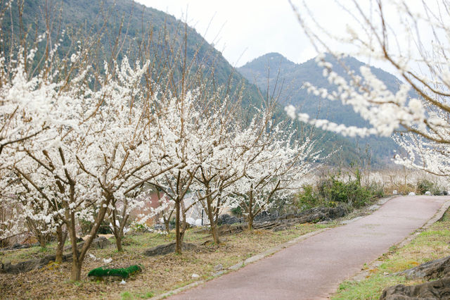 疊石花谷，藏著你不可錯過的春日花事。