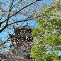 3.20實拍！武漢這個公園美到封神