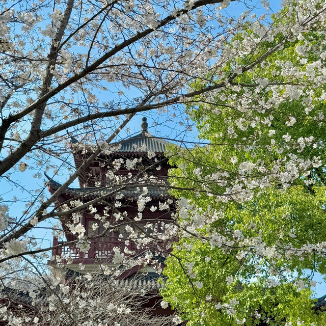 3.20實拍！武漢這個公園美到封神