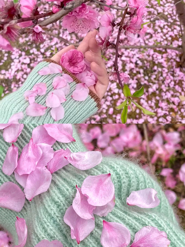 成都龍泉賞桃花攻略！3 條路線直接抄作業