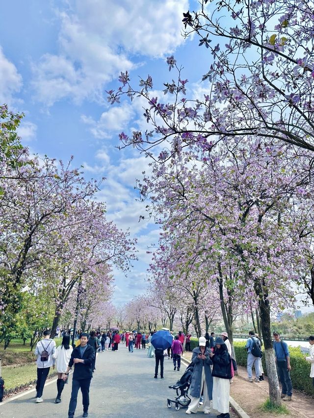 3月的廣州美到爆......紫荊花海！！