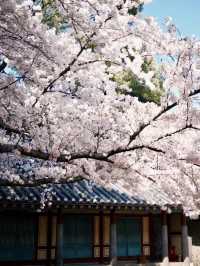 三姓櫻語，春色如詩