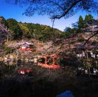 🌸京都賞櫻必去7大聖地🌸