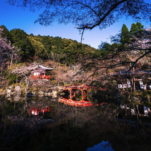 🌸京都賞櫻必去7大聖地🌸
