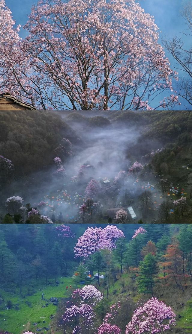 探秘藏王寨大屋脊：邂逅辛夷花的浪漫之旅！