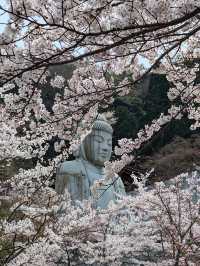奈良賞櫻全攻略：古都春日與鹿共舞的櫻花物語！