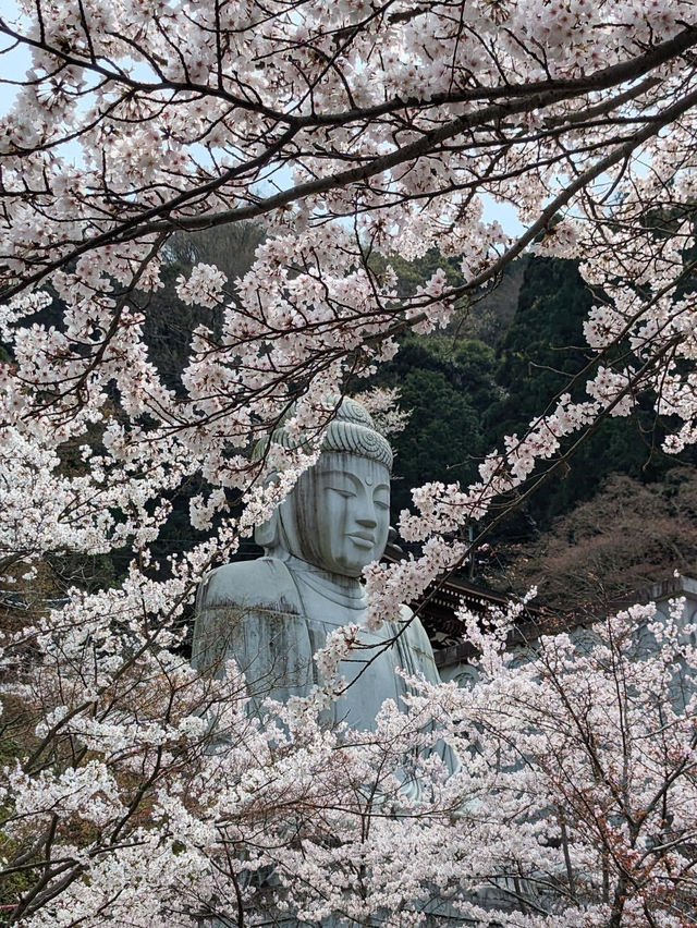 奈良賞櫻全攻略：古都春日與鹿共舞的櫻花物語！