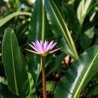 馬爾代夫馬富士島熱帶植物園遊玩攻略