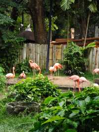 清邁夜間動物園丨遛娃好去處 動物愛好者友好 快去快去