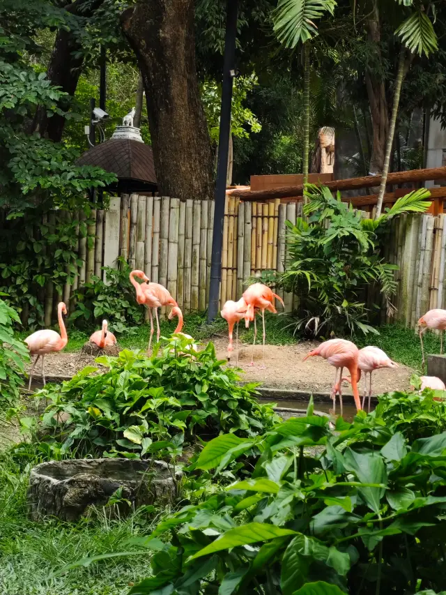 清邁夜間動物園丨遛娃好去處 動物愛好者友好 快去快去