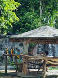 清邁夜間動物園丨遛娃好去處 動物愛好者友好 快去快去