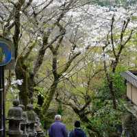 福岡南蔵院臥佛櫻花季