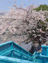 貴陽限定🌸 市區路邊藏著的浪漫櫻花海