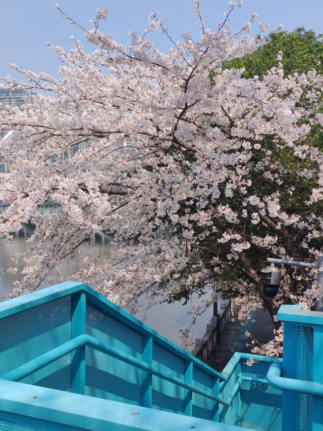 貴陽限定🌸 市區路邊藏著的浪漫櫻花海